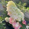 Hydrangea paniculata 'Fraise Melba' - Aedhortensia 'Fraise Melba' C2/2L Hydrangea paniculata 'Fraise Melba' - Aedhortensia 'Fraise Melba' C2/2L